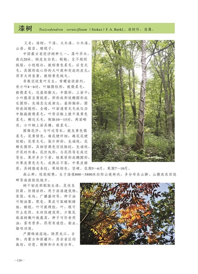 圈椅淌植物图谱——漆树