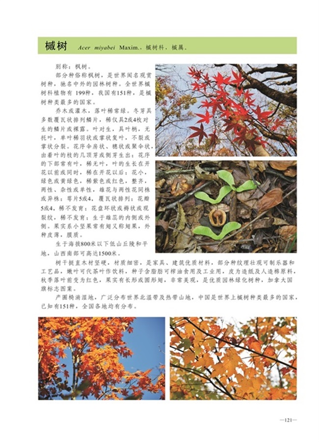 圈椅淌植物图谱——槭树