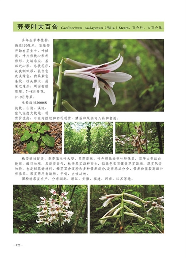 圈椅淌植物图谱——荞麦叶大百合