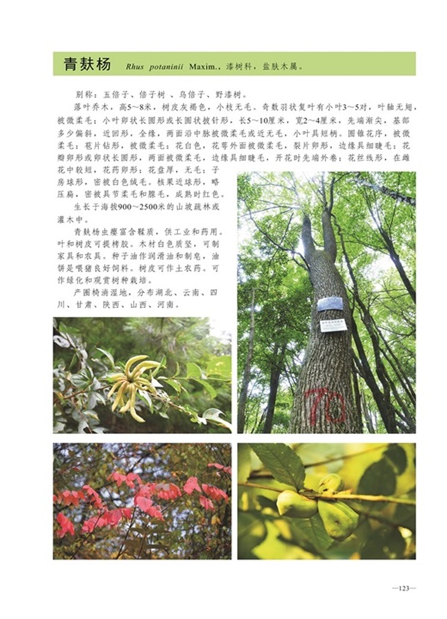 圈椅淌植物图谱——青麸杨
