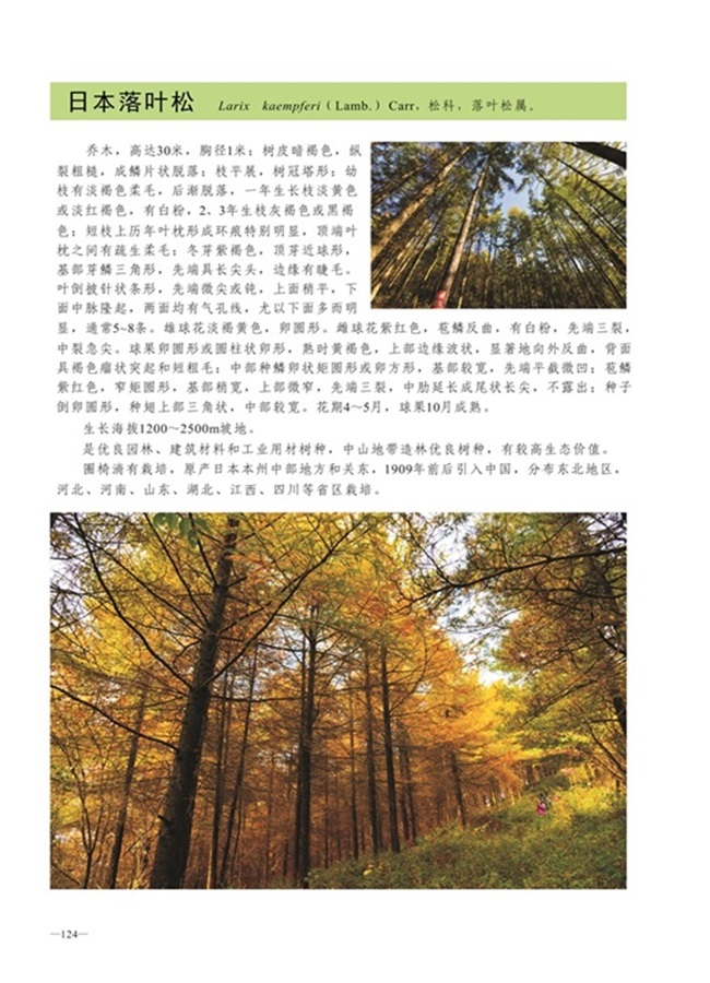 圈椅淌植物图谱——日本落叶松