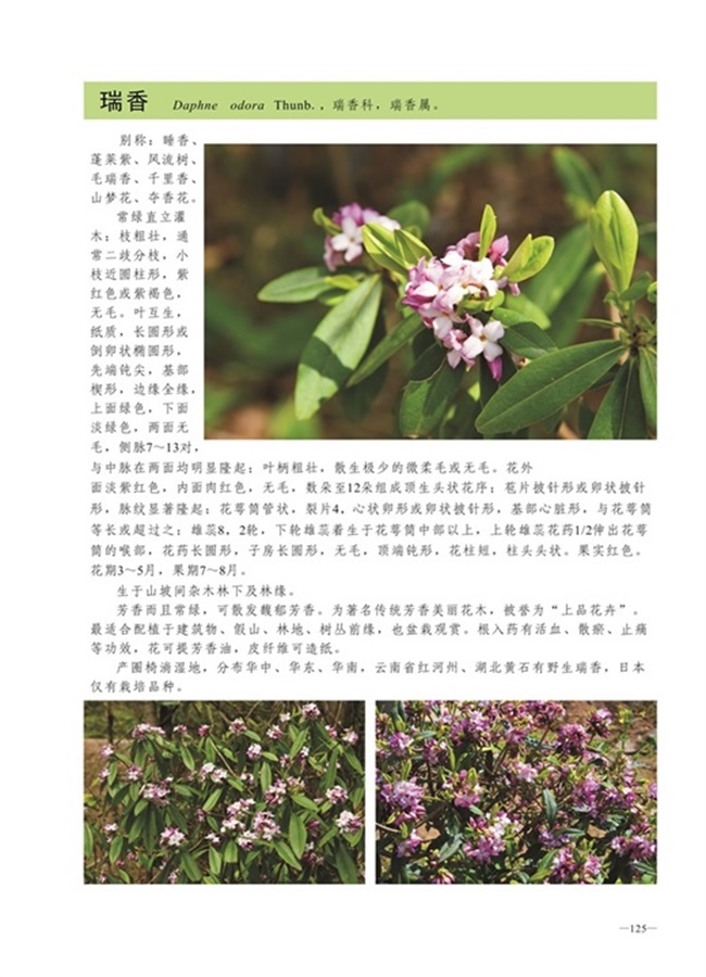 圈椅淌植物图谱——瑞香