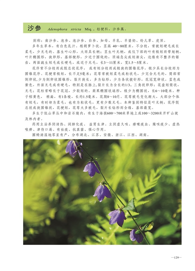 圈椅淌植物图谱——沙参