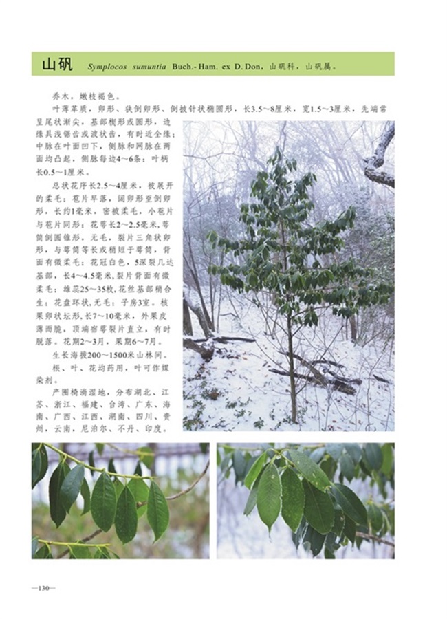 圈椅淌植物图谱——山矾