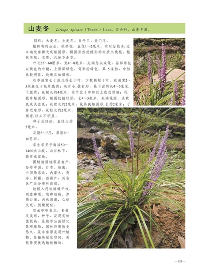 圈椅淌植物图谱——山麦冬