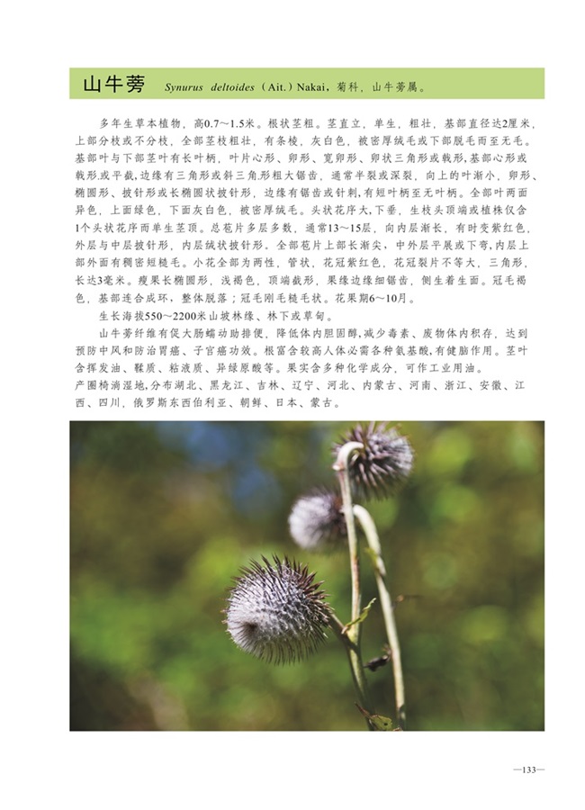 圈椅淌植物图谱——山牛蒡