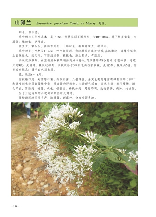 圈椅淌植物图谱——山佩兰
