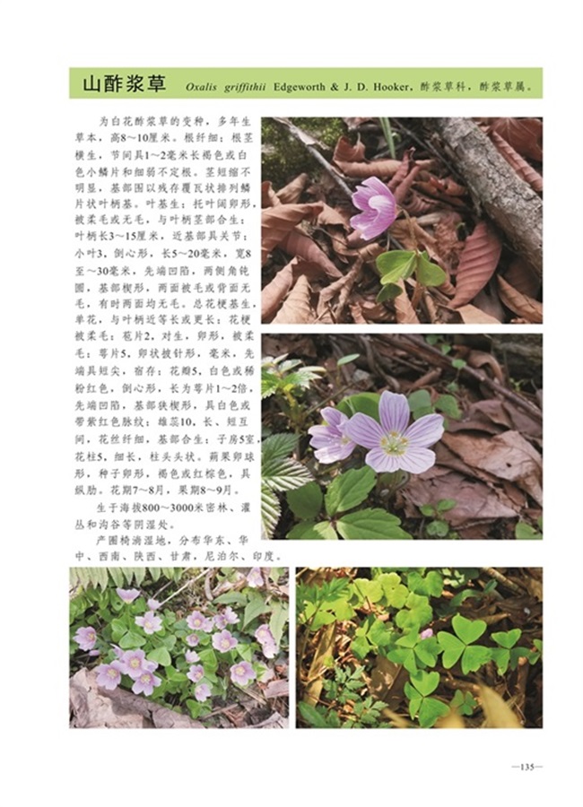 圈椅淌植物图谱——山酢浆草