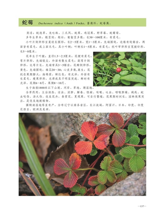 圈椅淌植物图谱——蛇莓