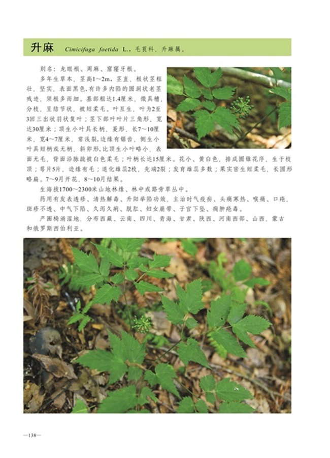 圈椅淌植物图谱——升麻