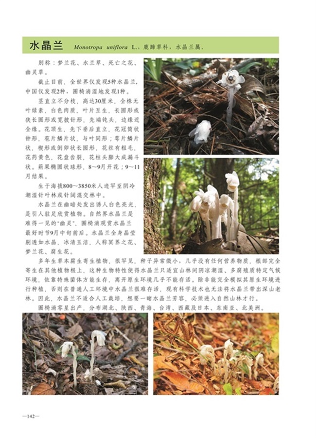 圈椅淌植物图谱——水晶兰