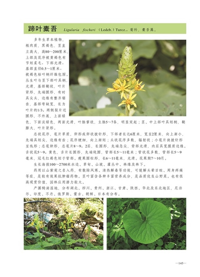 圈椅淌植物图谱——蹄叶橐吾