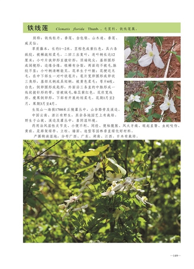 圈椅淌植物图谱——铁线莲