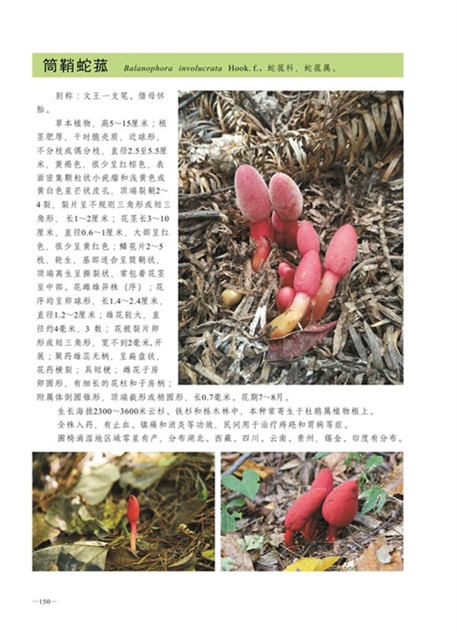 圈椅淌植物图谱——筒鞘蛇菰