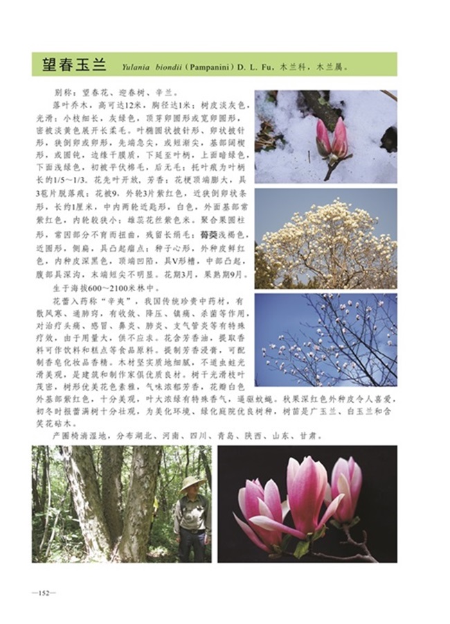 圈椅淌植物图谱——望春玉兰