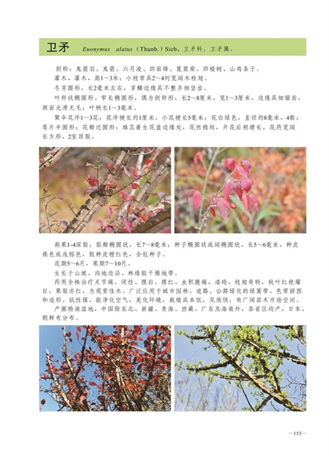 圈椅淌植物图谱——卫茅