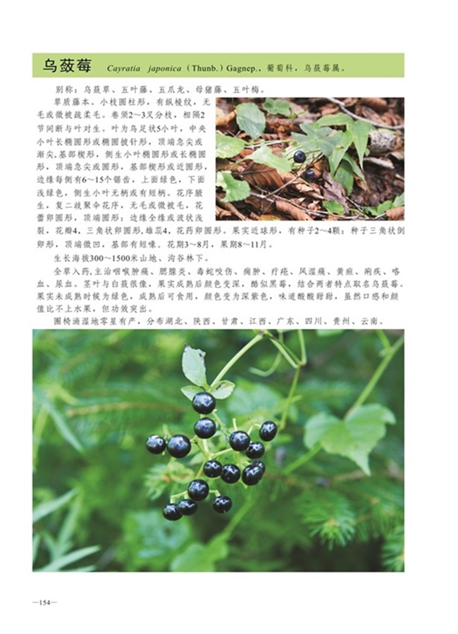 圈椅淌植物图谱——乌蔹莓