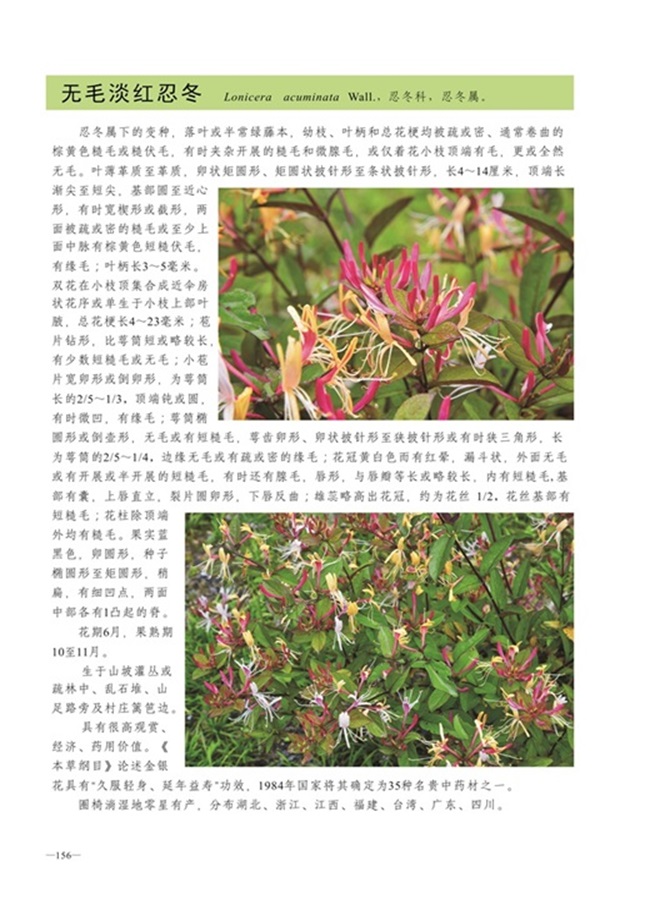圈椅淌植物图谱——无毛淡红忍冬