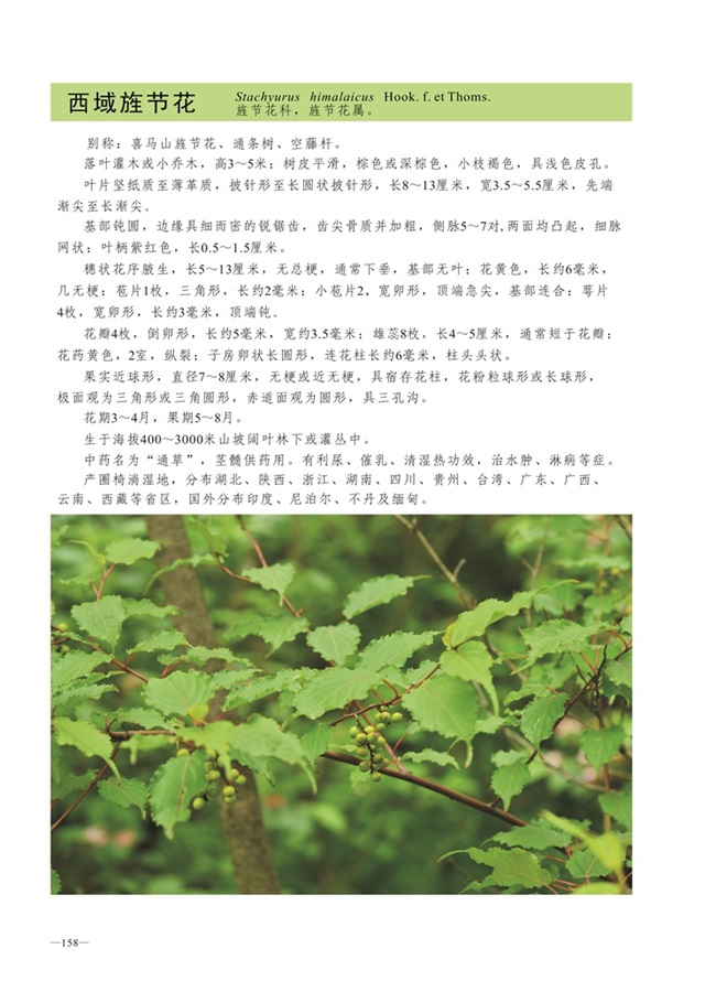 圈椅淌植物图谱——西域旌节花