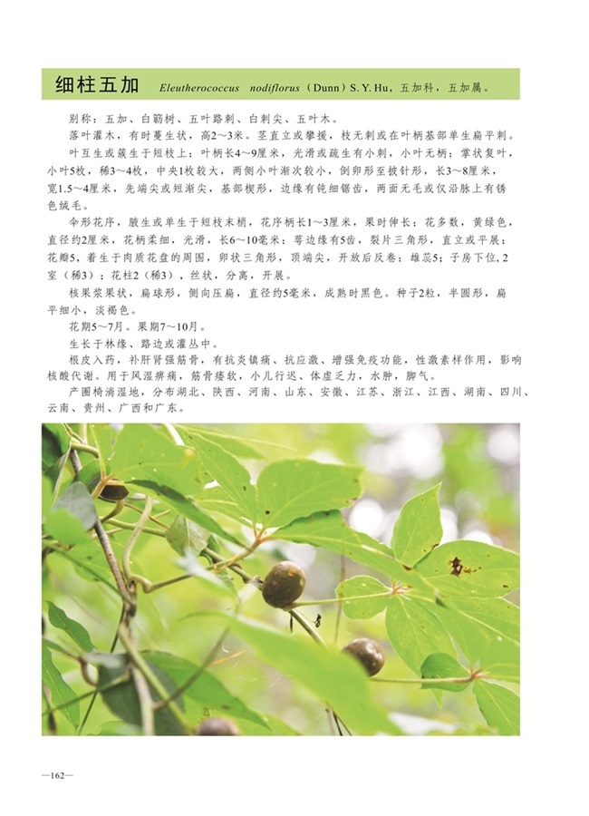 圈椅淌植物图谱——细柱五加