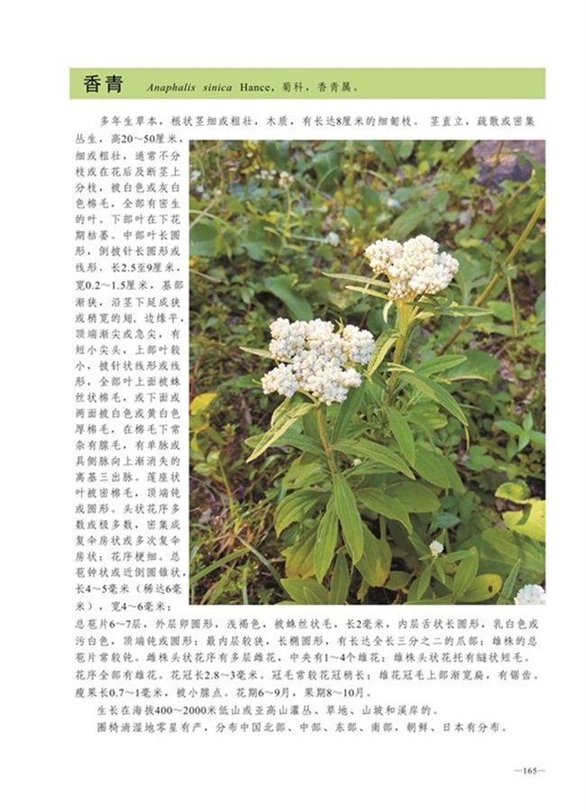 圈椅淌植物图谱——香青