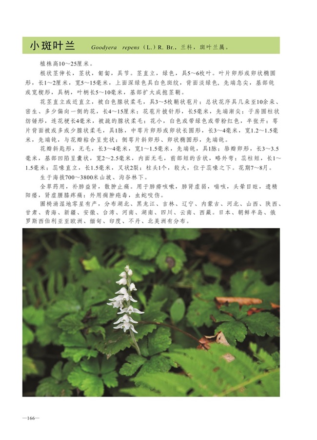 圈椅淌植物图谱——小斑叶兰