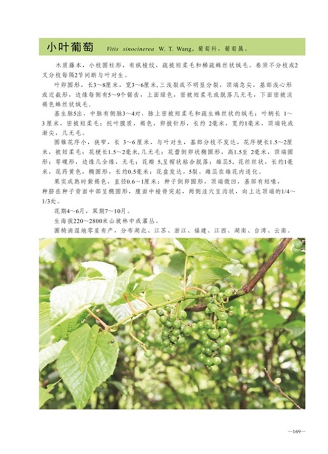 圈椅淌植物图谱——小叶葡萄