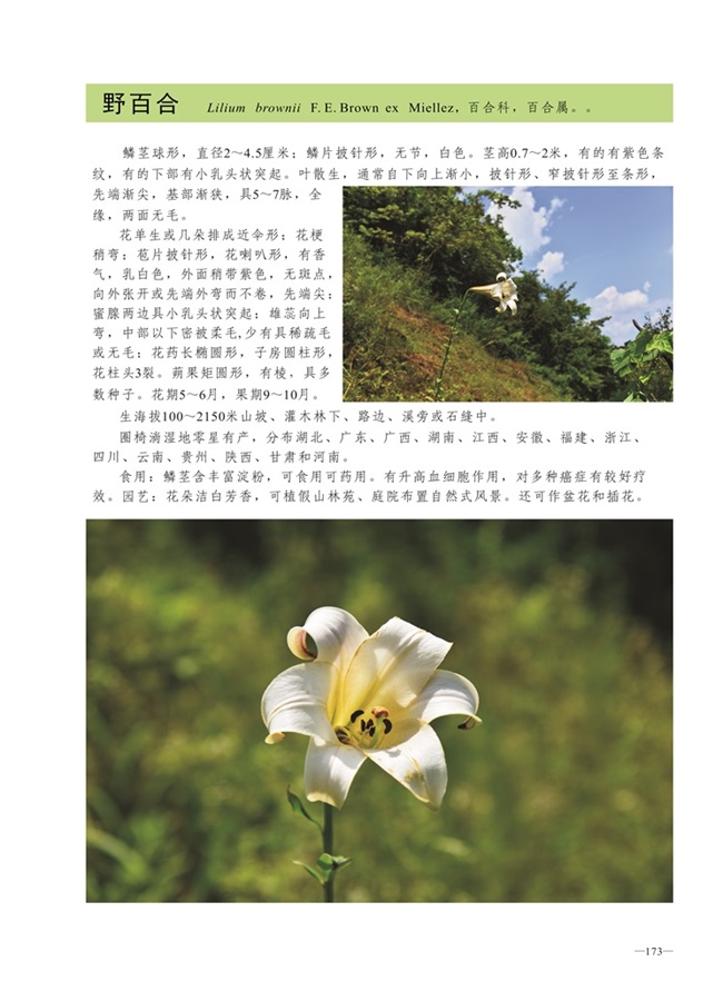 圈椅淌植物图谱——野百合