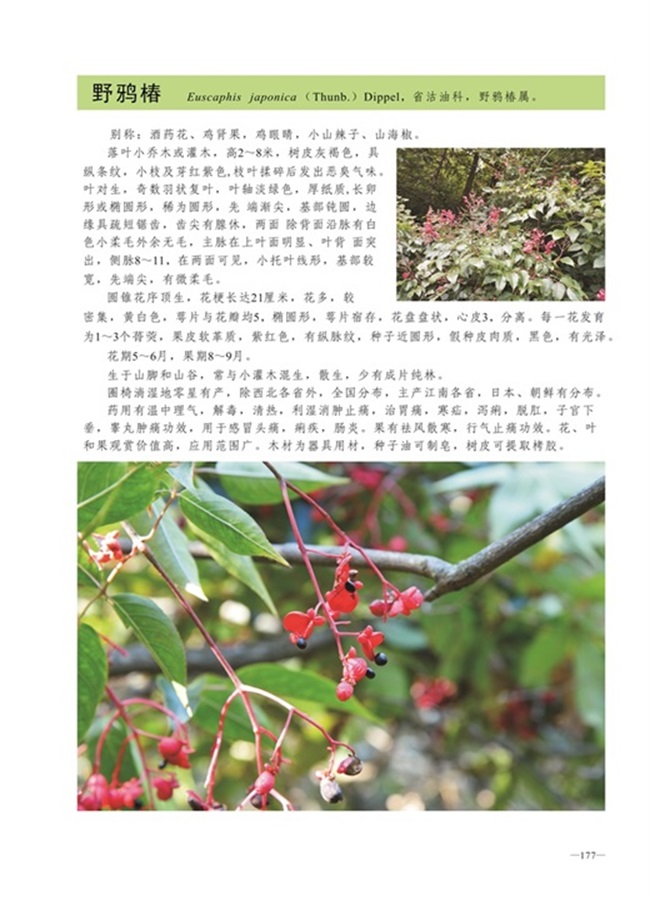 圈椅淌植物图谱——野鸦椿