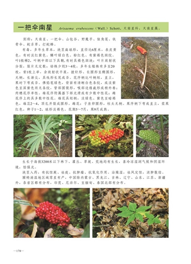 圈椅淌植物图谱——一把伞南星