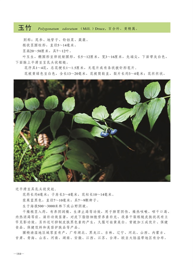 圈椅淌植物图谱——玉竹