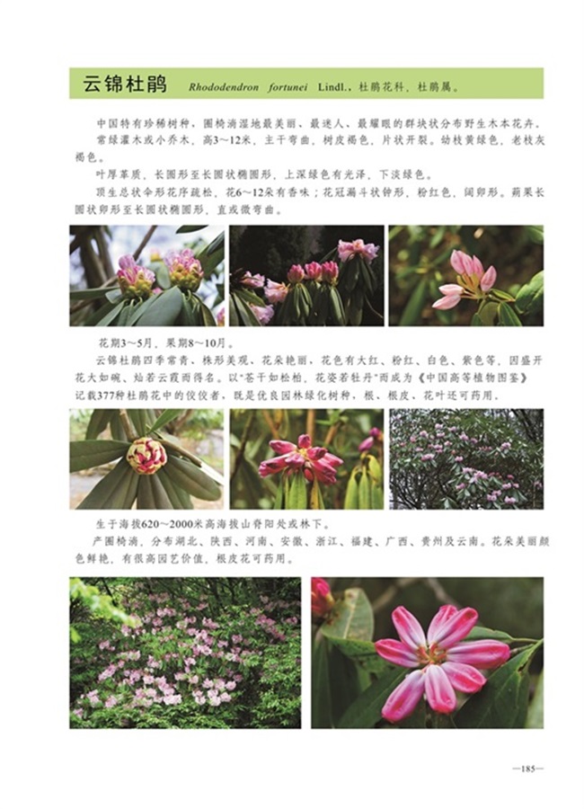 圈椅淌植物图谱——云锦杜鹃