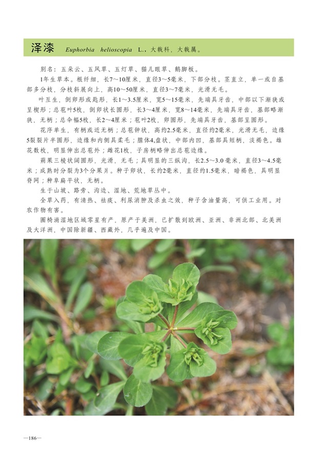 圈椅淌植物图谱——泽漆