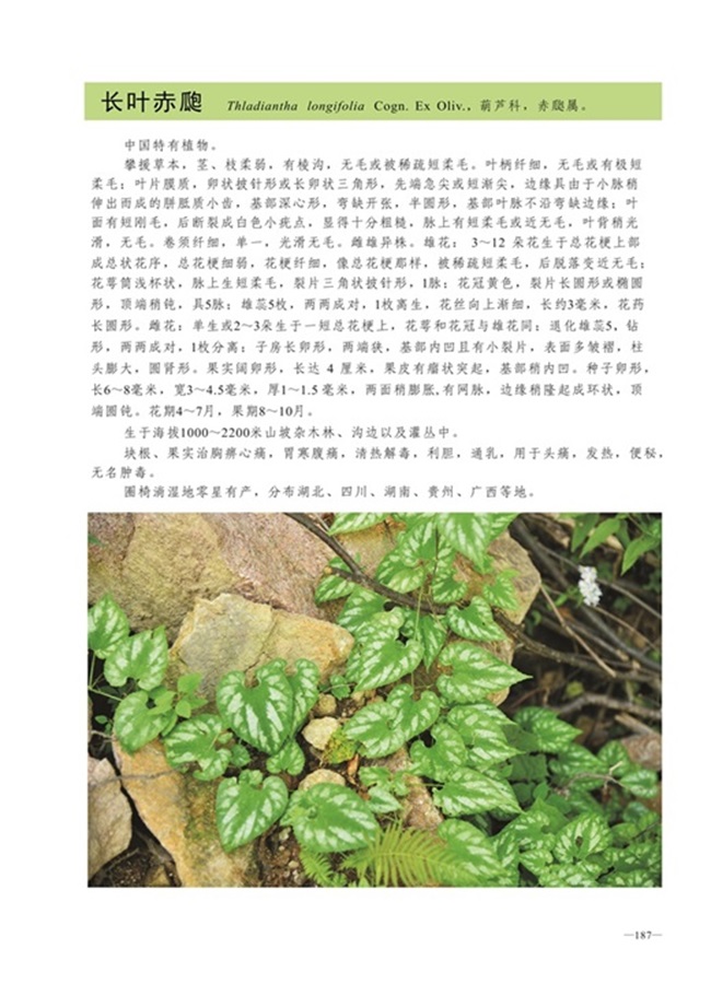 圈椅淌植物图谱——长叶赤瓟pao
