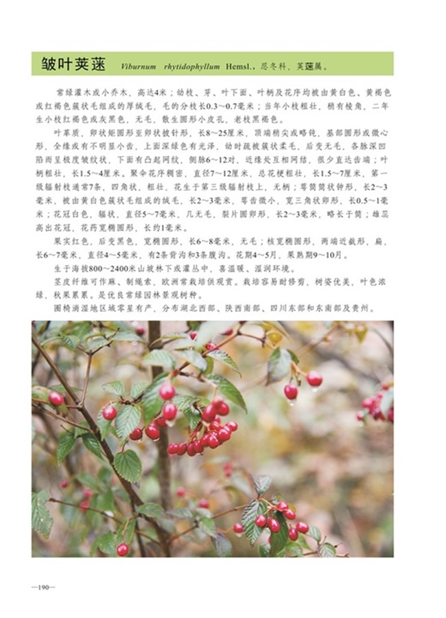 圈椅淌植物图谱——皱叶荚蒾