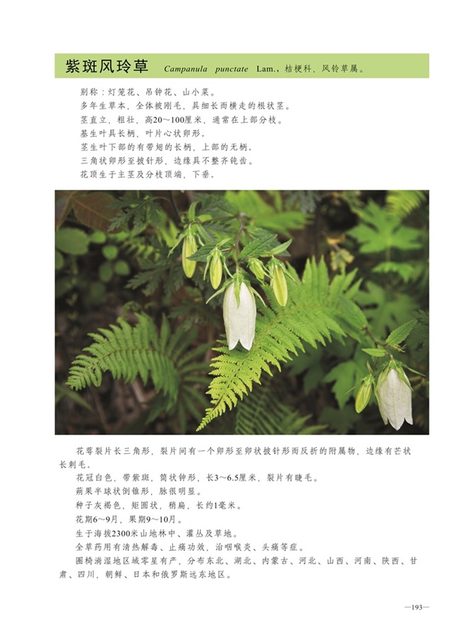 圈椅淌植物图谱——紫斑风玲草