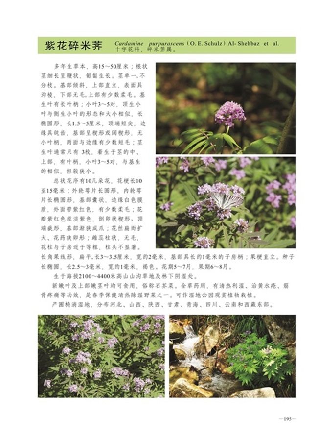 圈椅淌植物图谱——紫花碎米荠