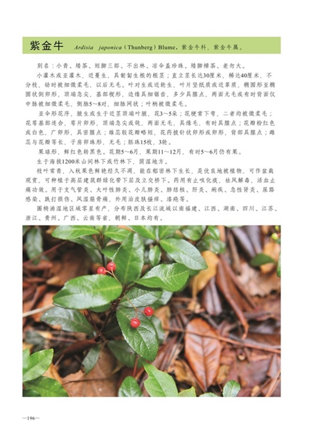 圈椅淌植物图谱——紫金牛