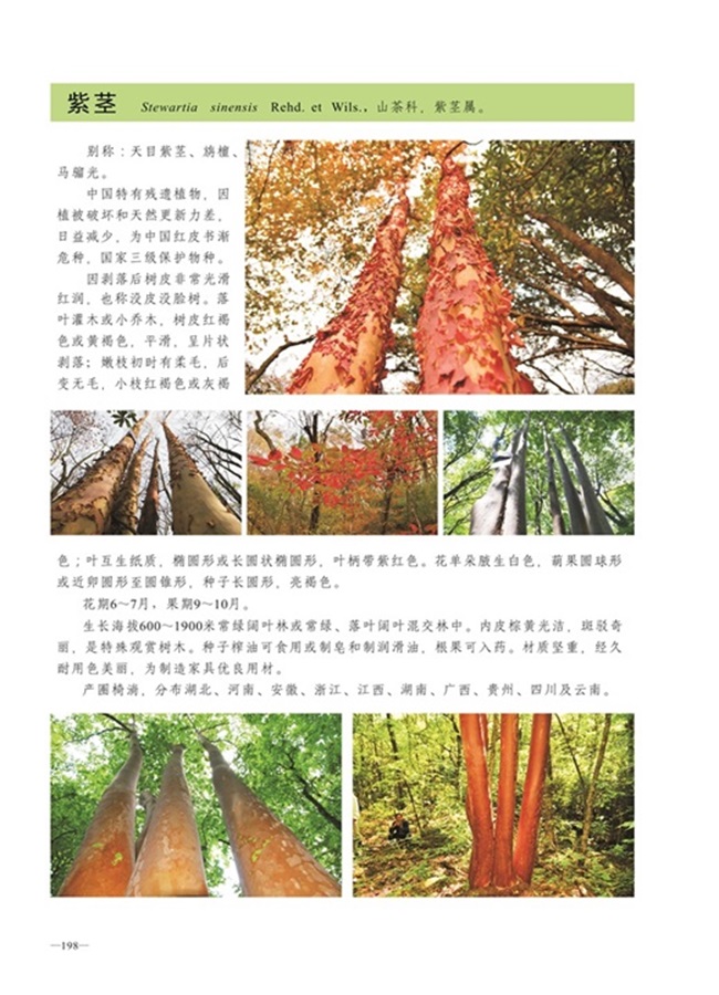 圈椅淌植物图谱——紫茎