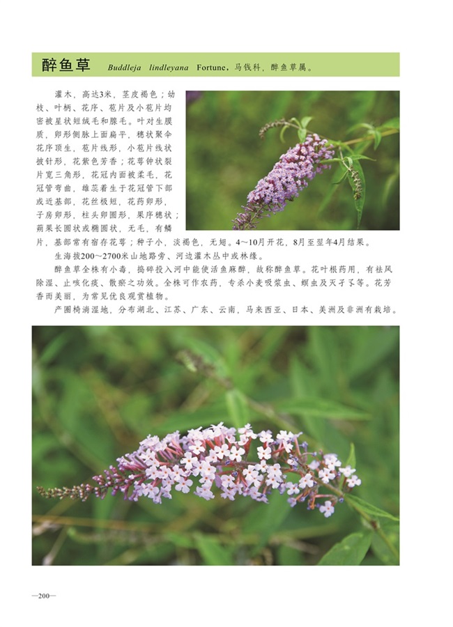 圈椅淌植物图谱——醉鱼草