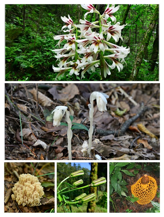 2022年世界野生动植物日-圈椅淌国家湿地公园 生灵之洲