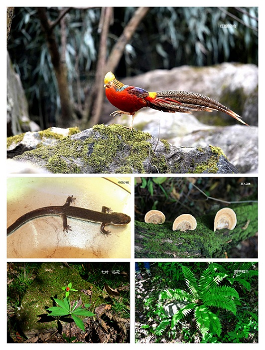 2022年世界野生动植物日-圈椅淌国家湿地公园 生灵之洲