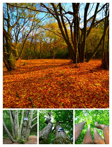 2022年世界野生动植物日-圈椅淌国家湿地公园 生灵之洲
