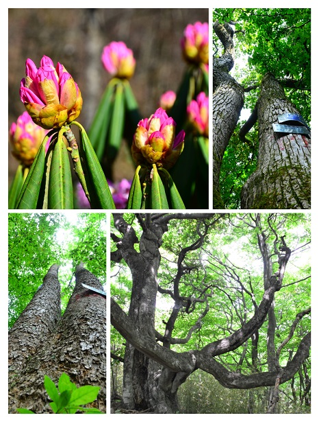 2022年世界野生动植物日-圈椅淌国家湿地公园 生灵之洲