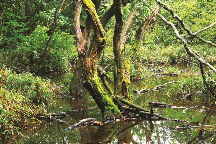 山巅秘境西塞国