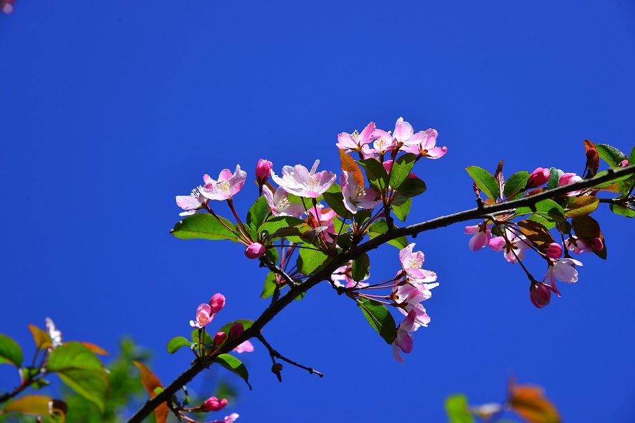 人家四月芳菲尽 淌内海棠始盛开