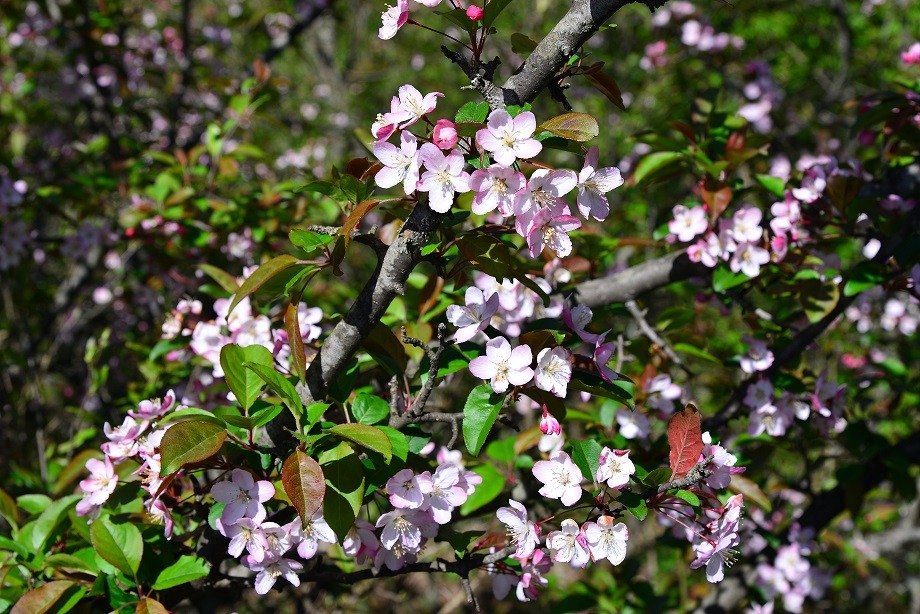 人家四月芳菲尽 淌内海棠始盛开