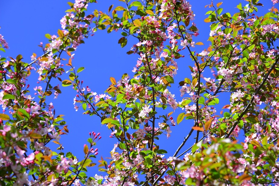 人家四月芳菲尽 淌内海棠始盛开