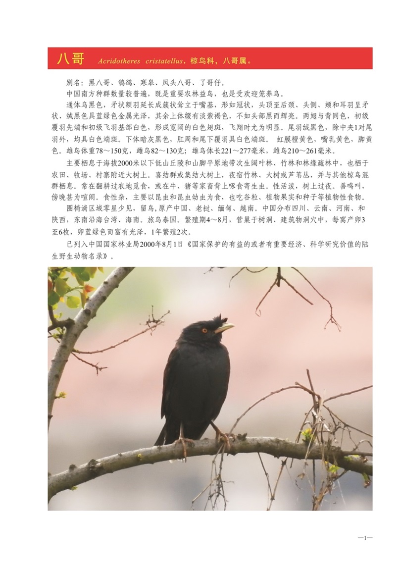 圈椅淌动物图谱——八哥