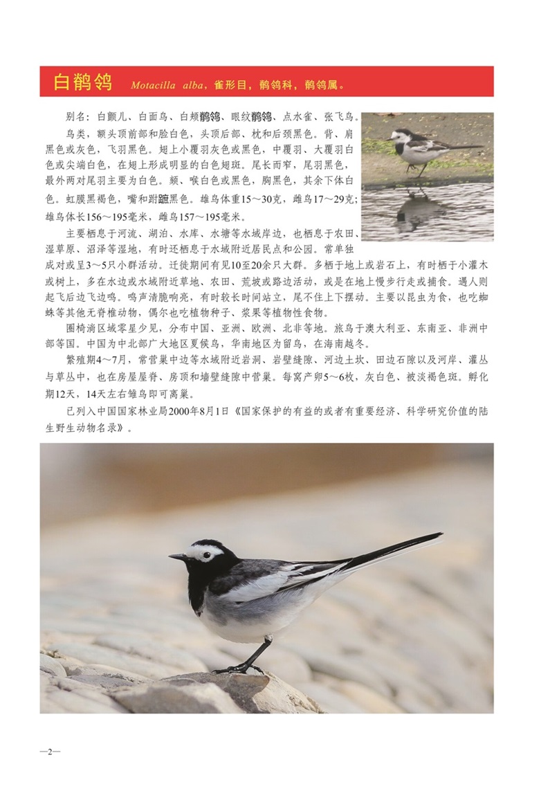 圈椅淌动物图谱——白鹡鸰